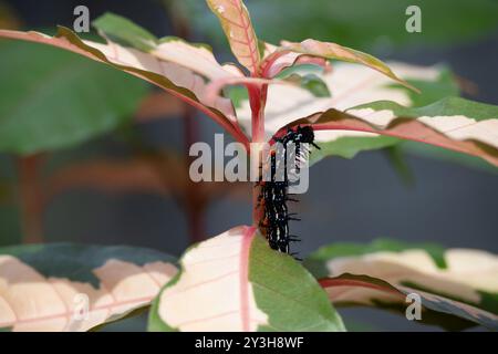 Uno scatto ravvicinato di un bruco nero che strizza lungo una foglia variegata e vivace. Foto Stock