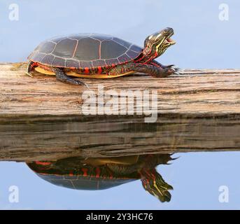 Tartaruga dipinta (Chrysemys picta marginata) con il suo riflesso nell'acqua, Montreal, Canada Foto Stock