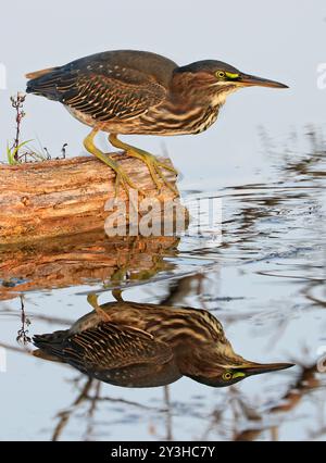 Green Heron seduto su un tronco di albero sulla palude nella foresta con un bel riflesso sull'acqua, Canada Foto Stock