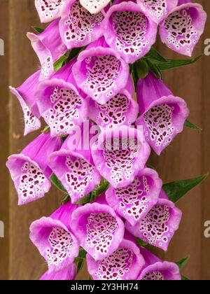 Primo piano dei fiori viola Foxglove di digitalis Purpurea con recinzione marrone dietro, May, Leicestershire, Inghilterra, Regno Unito Foto Stock