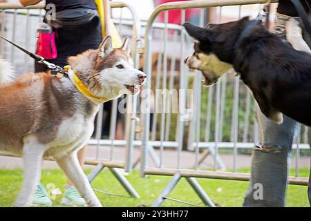 educazione e addestramento all'aggressione dei cani Foto Stock