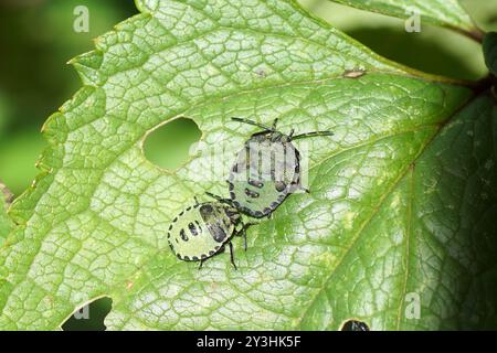 Due ninfe scure di una cimice di scudo verde (Palomena prasina), famiglia Pentatomidae su una foglia. Ninfe in fasi di sviluppo diferenti (istar). Foto Stock