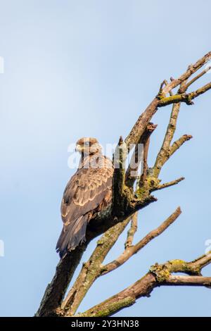 L'aquila tawny (Aquila rapax) - Tempio Bahai Kampala Foto Stock