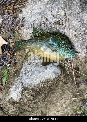 Longear Sunfish Complex (Lepomis megalotis) Actinopterygii Foto Stock