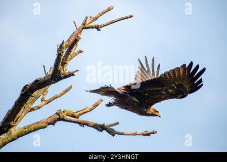 L'aquila tawny (Aquila rapax) - Tempio Bahai Kampala Foto Stock