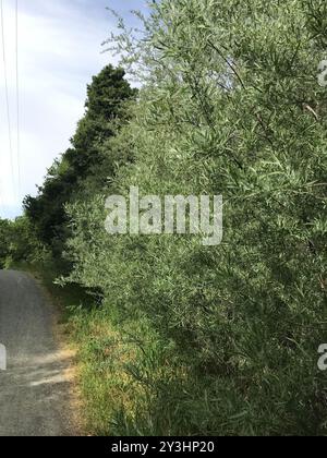 Narrowleaf Willow (Salix exigua) Plantae Foto Stock