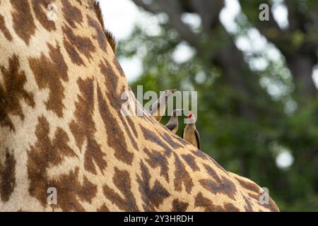 Una giraffa ha un problema in quanto ha una capacità limitata di prendersi cura di sé. Sono aiutati da uccelli come questi Oxpecker a becco rosso che abbelliscono il loro ospite Foto Stock