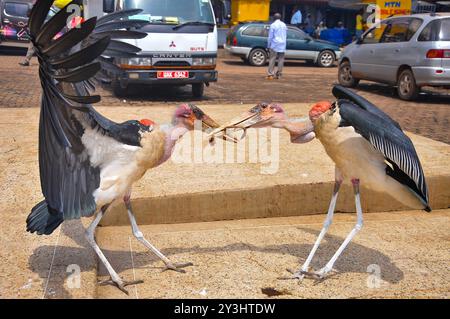 MARABOU STORK- Leptoptilos crumeniferus - Kampala Uganda Foto Stock