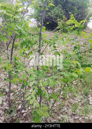 Locusta del New Mexico (Robinia neomexicana) Plantae Foto Stock