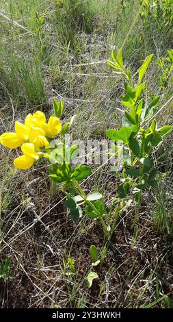 Plantae di fagioli d'oro (Thermopsis rhombifolia) Foto Stock