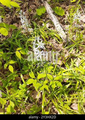 Atlantic camas (Camassia scilloides) Plantae Foto Stock