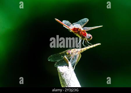 Libellule al Serenada Eco Resort - Uganda Foto Stock