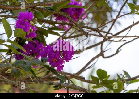 Un bellissimo fiore di mirto crespo rosa fiorisce su un ramo d'albero nel giardino. Il suo nome scientifico è Lagerstroemia indica. Farina di mirto crepato viola Magic Foto Stock