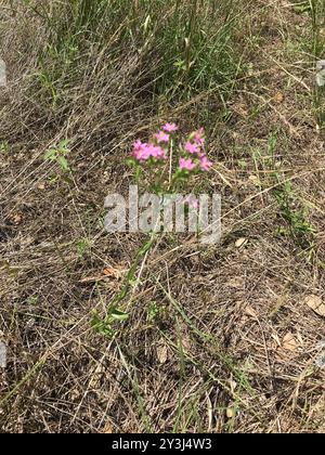 Centaury (Centaurium tenuiflorum) Plantae Foto Stock