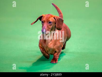 Dachshund standard dai capelli lisci a una mostra canina Foto Stock