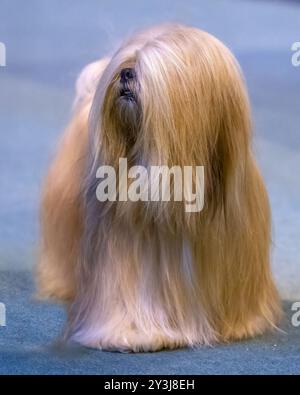 Cane Lhasa Apso dorato dai capelli lunghi su sfondo blu Foto Stock