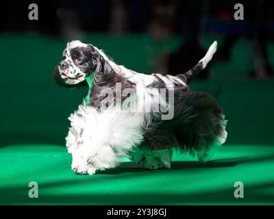 Cocker Spaniel americano bianco e nero ad una mostra canina Foto Stock