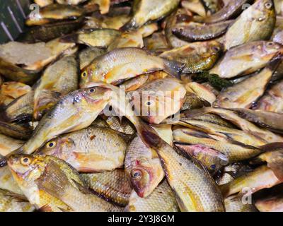 Pila di piccoli pesci di tilapia crudi non cotti Oreochromis niloticus in vendita, un pesce ciclide originario di parti dell'Africa e del Levante, commercialmente conosciuto Foto Stock