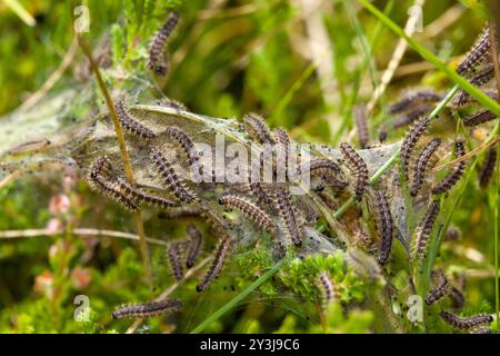 La fritillaria paludosa (Euphydryas aurinia) nidifica di caterpillars in habitat naturale Foto Stock