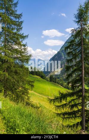 Vista dagli abeti rossi alle alte catene montuose. Verdi prati alpini, montagne ricoperte di boschi. Giornata di sole. Parco nazionale degli alti Tauri. Austria Foto Stock