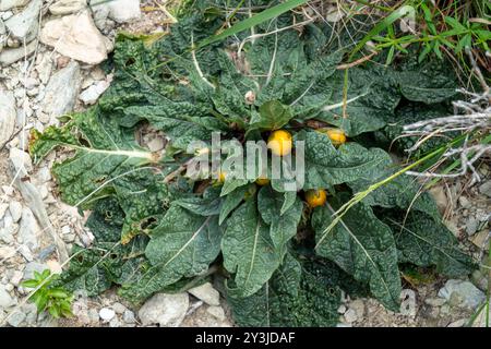 Mandragora officinarum a Creta 2 Foto Stock