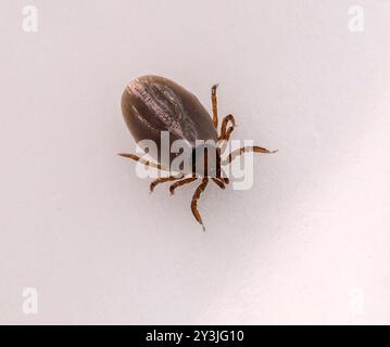 11.09.2024, Heimische Zecke. Gemeiner Holzbock Ixodes ricinus 11.09.2024, Zecke 11.09.2024, Zecke **** 11 09 2024, Native tick Common Wood tick Ixodes ricinus 11 09 2024, Tick 11 09 2024, Tick Foto Stock