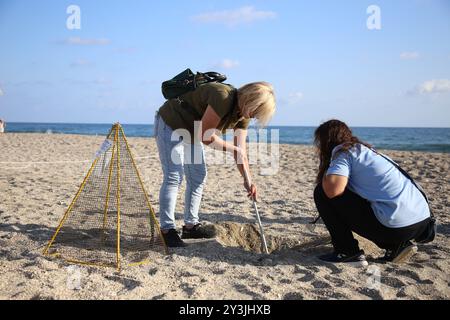 Antalya, T¨¹rkiye. 13 settembre 2024. I volontari controllano un nido di tartarughe marine sulla spiaggia della provincia di Antalya, T¨¹rkiye, il 13 settembre 2024. Le tartarughe caretta, note anche come Caretta caretta, sono una specie in via di estinzione che si basa sulla costa occidentale del Mediterraneo di T¨¹rkiye come sito di nidificazione chiave. Ogni anno, le tartarughe arrivano sulla costa della provincia di Antalya tra aprile e ottobre per deporre le uova. Crediti: Li Zhenbei/Xinhua/Alamy Live News Foto Stock
