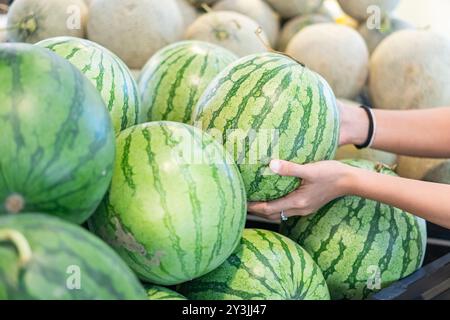 Una persona che tiene un anguria tra un mucchio di angurie e meloni in un mercato. I cocomeri sono verdi vibranti con strisce scure e showcas Foto Stock