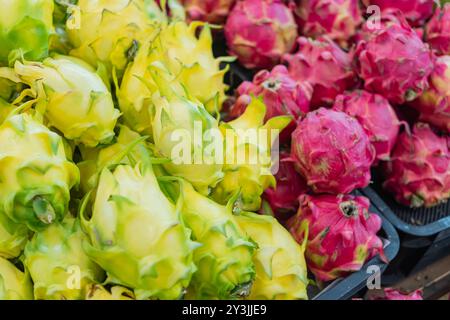 Una vivace mostra di frutti di drago in tonalità giallo e rosa, che mostrano le loro uniche texture spiky. I frutti sono disposti in modo ordinato, evidenziandone la loro Foto Stock