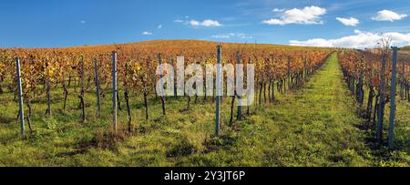 Vigneto, autunno nel vigneto, piante di vite di colore giallo, Moravia meridionale, Repubblica Ceca Foto Stock