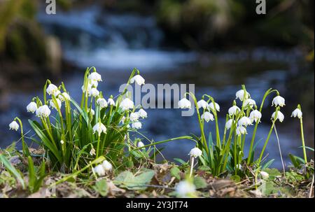 fiori di fiocco di neve primaverile in latino leucojum vernum con piccola cascata Foto Stock