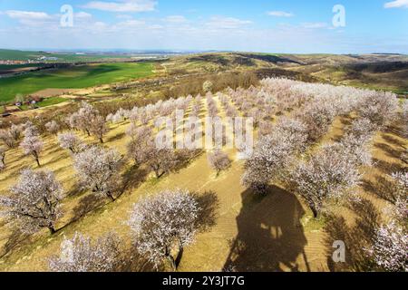 Frutteto di mandorle, vista primaverile di un frutteto di mandorle rosa in fiore vicino a Hustopece, Moravia meridionale, Repubblica Ceca Foto Stock