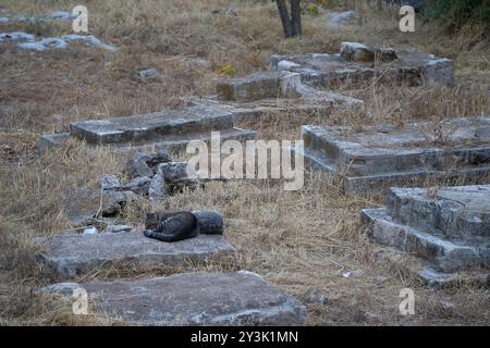 Un gatto di strada che dorme su una lapide, in un vecchio cimitero trascurato a Gerusalemme. Foto Stock