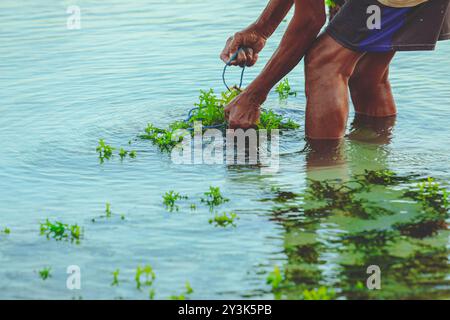 Attenzione selettiva alle mani degli agricoltori che raccolgono alghe presso l'allevamento di alghe a Nusa Penida, Indonesia Foto Stock