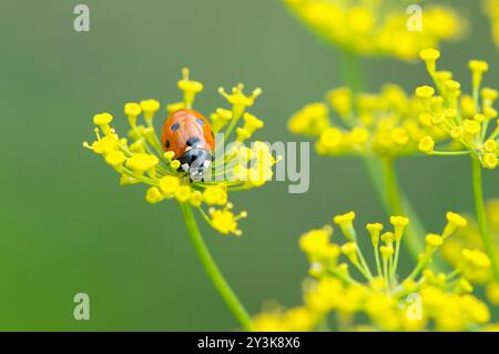 Una coccinella a sette macchie o uno scarabeo di uccello (Coccinella septempunctata) che poggia su una testa di fiori di rue comune (Ruta graveolens), rivolta verso la fotocamera. Foto Stock