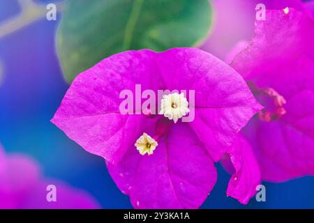 Primo piano di vivaci fiori di bouganville rosa con piccoli centri bianchi, su sfondo blu sfocato. I petali sono delicati e ruvidi, Foto Stock