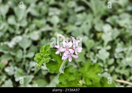 Un delicato fiore rosa con intricati petali si staglia su uno sfondo di lussureggianti foglie verdi. Il fiore presenta un motivo unico ed è circondato Foto Stock