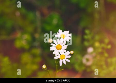 Un primo piano di delicate margherite bianche con centri gialli, su sfondo verde sfocato. I fiori sono in varie fasi di fioritura, showcasi Foto Stock