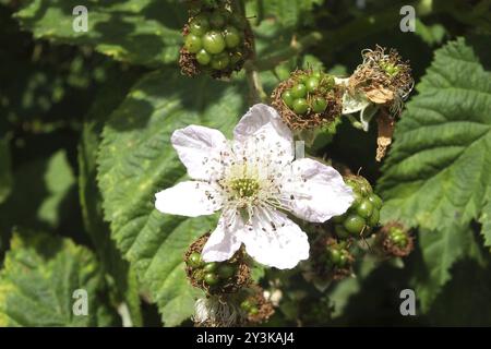 Primo piano di un fiore di mora selvatico con offerte di frutta e foglie verdi Foto Stock