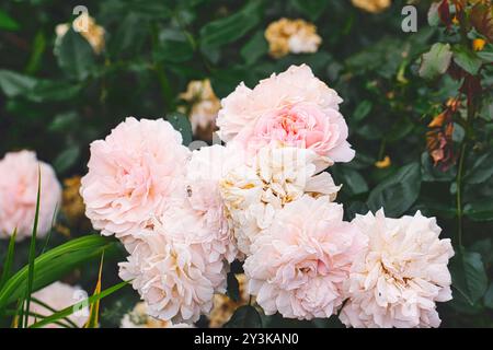 Un gruppo di rose rosa tenui in piena fioritura, circondate da foglie verdi lussureggianti. Alcuni fiori sono in varie fasi di avvizzimento, aggiungendo consistenza allo scen Foto Stock