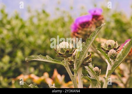 Primo piano di piante di carciofo con foglie verdi e fiori in erba, adagiate su uno sfondo sfocato di cardo viola e vegetazione. Foto Stock