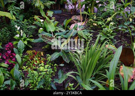 Un lussureggiante giardino pieno di varie piante tropicali, tra cui grandi foglie verdi, fogliame colorato e fiori vivaci. La scena mostra un ricco div Foto Stock