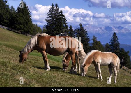 Cavalli Haflinger con puledro (Equus ferus caballus) sul pascolo, prato di montagna, alle spalle della catena montuosa del roseto, Dolomiti, vicino Vigiljoch Foto Stock