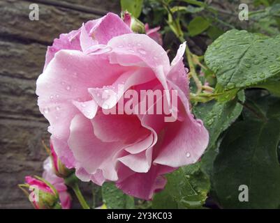 Grandi rose rosa in fiore e in erba coperte da gocce di pioggia che salgono su un muro di pietra in un giardino Foto Stock