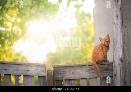 Grazioso gatto arancione seduto su un vecchio recinto di legno, guardando la macchina fotografica, circondato dalla natura primaverile, in una giornata di sole, in un villaggio in Romania Foto Stock