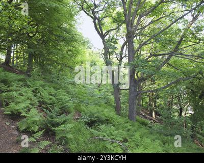 Boschi estivi con follia verde e felci al sole sul pavimento della foresta con cielo luminoso dietro gli alberi Foto Stock