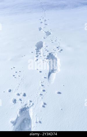 Elementi di un inverno ricco, uno spesso strato di neve con le sue orme. Perfetto per una scena invernale Foto Stock