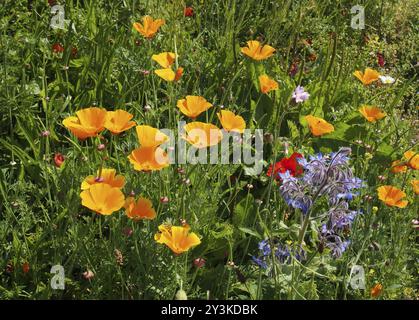 Vivaci papaveri californiani di colore giallo con altri fiori selvatici in un prato alla luce del sole estivo Foto Stock