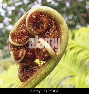 Una foglia di felce in primo piano con un complesso motivo a spirale con sfondo verde brillante Foto Stock