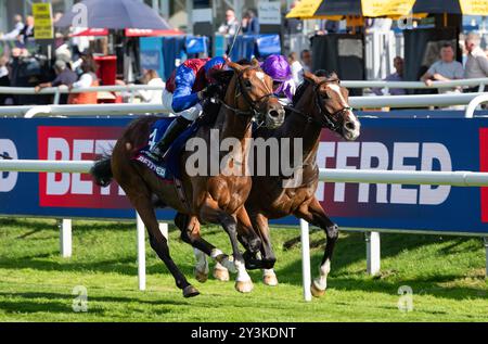 Doncaster Racecourse, sabato 14 settembre 2024. Jan Brueghel e il fantino Sean Levey vincono la 248a corsa del St Leger per l'allenatore Aidan o'Brien e i proprietari Westerberg, Mrs J Magnier, Michael Tabor e Derrick Smith. Crediti JTW equine Images / Alamy Live News. Foto Stock